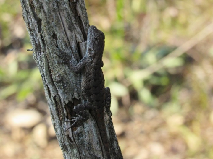 Prairie Lizard